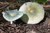 Russula parvovirescens image