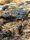 Holwaya mucida image