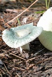 Russula parvovirescens image