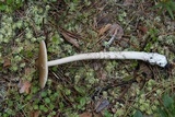 Amanita sect. Vaginatae image