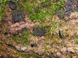 Holwaya mucida image
