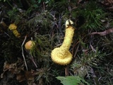 Pholiota subflammans image