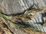 Claviceps purpurea image