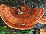 Pycnoporellus fulgens image