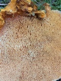 Pycnoporellus fulgens image