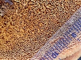 Pycnoporellus fulgens image