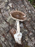 Amanita pachycolea image