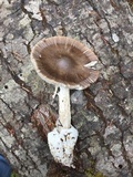 Amanita pachycolea image