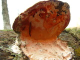 Hypomyces aurantius image