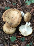 Russula fragrantissima image