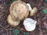 Russula fragrantissima image