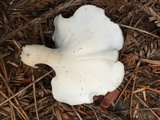 Osteina obducta image