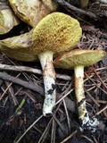 Suillus umbonatus image