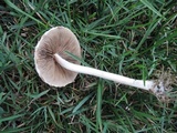 Agrocybe dura image