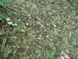 Caloboletus inedulis image