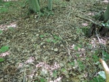 Caloboletus inedulis image