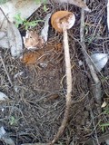 Battarrea phalloides image