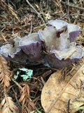 Gomphus clavatus image