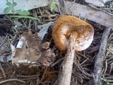 Battarrea phalloides image