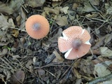 Leucoagaricus rubrotinctus image