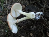 Leucoagaricus rubrotinctus image