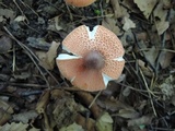 Leucoagaricus rubrotinctus image