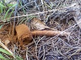 Battarrea phalloides image
