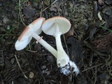Leucoagaricus rubrotinctus image