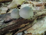 Pluteus americanus image