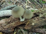 Pluteus americanus image