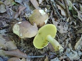 Butyriboletus taughannockensis image