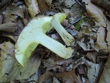Butyriboletus taughannockensis image