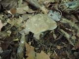 Boletus variipes image