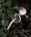 Agaricus semotus image