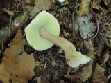 Boletus variipes image