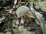 Boletus variipes image