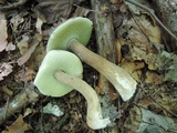 Boletus variipes image