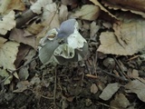 Amanita sect. Vaginatae image