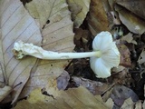 Amanita sect. Vaginatae image