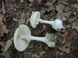 Amanita abrupta image