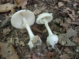 Amanita abrupta image