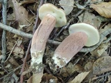 Tylopilus badiceps image