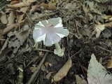 Amanita sect. Vaginatae image