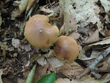 Chalciporus piperatoides image