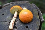 Boletus longicurvipes image