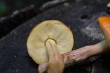 Boletus longicurvipes image