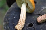 Boletus longicurvipes image