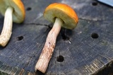 Boletus longicurvipes image