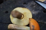 Boletus longicurvipes image