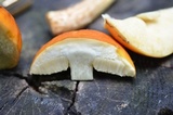 Boletus longicurvipes image